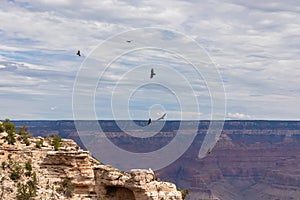 Grand Canyon - Flock of California Condors flying over South Rim of Grand Canyon National Park, Arizona, USA.