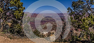 The Grand Canyon at Hermits Rest framed by trees