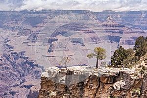 Grand Canyon lonely tree