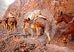 Grand Canyon Mule Train