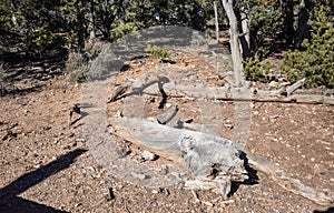 Dead Tree Trunk on the Ground Near the Edge of the Grand Canyon, Next to some Evergreen Trees