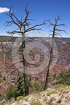 Grand Canyon North Rim