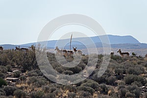 The Grand Canyon`s West Rim 2