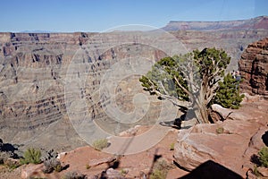 The Grand Canyon`s West Rim b59