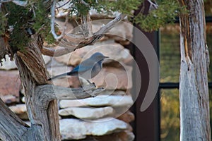 Grand Canyon scrub jay on a railing post