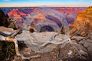 Grand canyon sunset landscape with dry tree foreground, USA