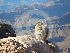 Grand Canyon View