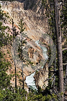 Grand Canyon of the Yellowstone as seen from North Rim's Lookout Point, Yellowstone National Park, Wyoming, USA