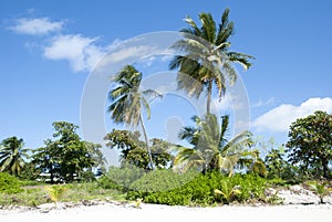 Grand Cayman Beach Palm Trees