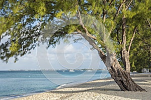 Grand Cayman Beach Pine Tree