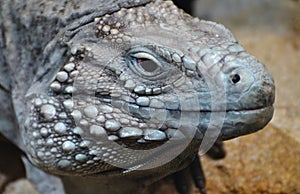 Grand Cayman Blue Iguana