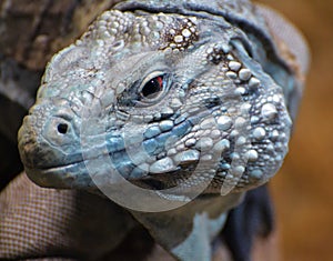 Grand Cayman Blue Iguana