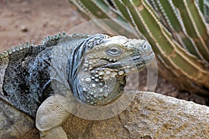 Grand Cayman Blue Iguana endangered species native to Cayman islands