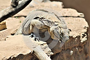 Grand Cayman Blue Iguana, Phoenix Zoo, Arizona Center for Nature Conservation, Phoenix, Arizona, United States