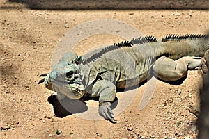 Grand Cayman Blue Iguana, Phoenix Zoo, Arizona Center for Nature Conservation, Phoenix, Arizona, United States