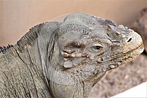 Grand Cayman Blue Iguana, Phoenix Zoo, Arizona Center for Nature Conservation, Phoenix, Arizona, United States