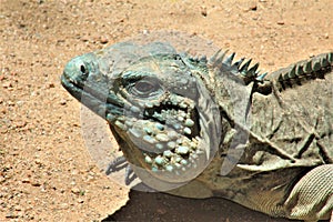 El abuela caimán azul fénix jardín zoológico naturaleza conservación fénix, unido Estados 