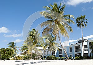 Grand Cayman Island Beach Palms