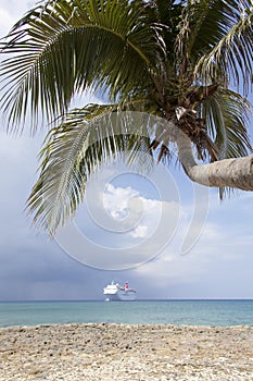 Grand Cayman Palm Tree And A Cruise Ship