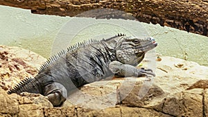 Grand Cayman Rock Iguana on a rock formation at the Dallas City Zoo in Texas.