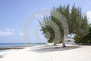 Grand Cayman Seven Mile Beach Tree