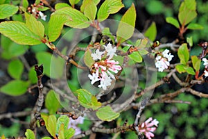 Grand Cranberry bush, Viburnum grandiflorum,