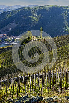 Grand cru vineyard and Chapel of Saint Christopher, Tain l'Hermitage, Rhone-Alpes, France