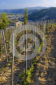 Grand cru vineyard and Chapel of Saint Christopher, Tain l'Hermitage, Rhone-Alpes, France