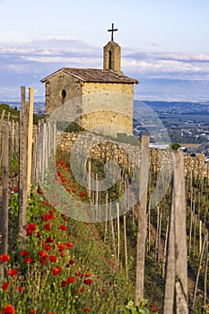 Grand cru vineyard and Chapel of Saint Christopher, Tain l'Hermitage, Rhone-Alpes, France