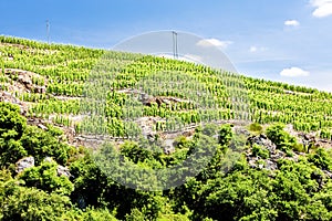 grand cru vineyard, Cote Rotie, Rhone-Alpes, France