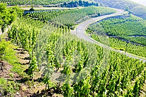 grand cru vineyard, Cote Rotie, Rhone-Alpes, France