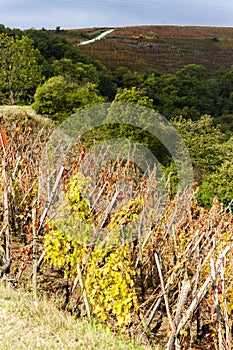 grand cru vineyard of Cote Rotie, Rhone-Alpes, France