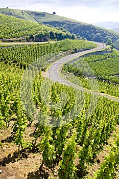 grand cru vineyard, Cote Rotie, Rhone-Alpes, France photo