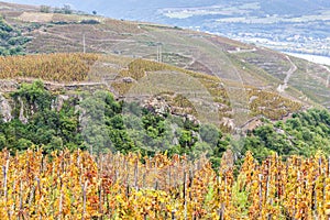 grand cru vineyard of Cote Rotie, Rhone-Alpes, France