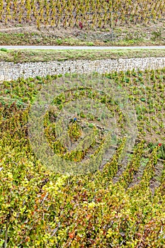 Grand cru vineyard of Cote Rotie photo
