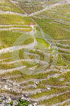 Grand cru vineyard of Cote Rotie photo