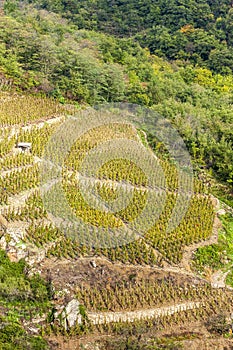 grand cru vineyard of Cote Rotie, Rhone-Alpes, France