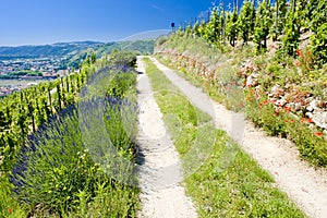 grand cru vineyard, LÃÂ´Hermitage, Rhone-Alpes, France photo