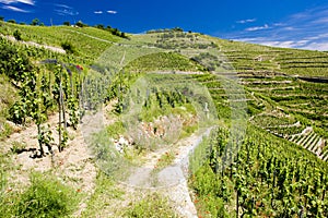 grand cru vineyard, LÃÂ´Hermitage, Rhone-Alpes, France photo