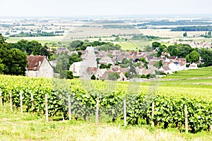 grand cru vineyard near Fixin, Cote de Nuits, Burgundy, France photo