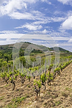 Grand cru vineyard, Tain l'Hermitage, Rhone-Alpes, France