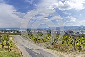 Grand cru vineyard, Tain l'Hermitage, Rhone-Alpes, France