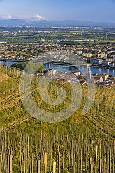 Grand cru vineyard, Tain l'Hermitage, Rhone-Alpes, France