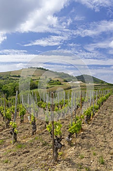 Grand cru vineyard, Tain l'Hermitage, Rhone-Alpes, France