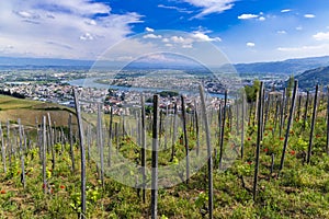 Grand cru vineyard, Tain l'Hermitage, Rhone-Alpes, France