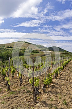 Grand cru vineyard, Tain l'Hermitage, Rhone-Alpes, France