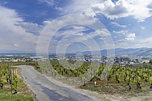 Grand cru vineyard, Tain l'Hermitage, Rhone-Alpes, France