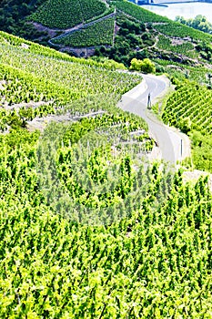 Grand cru vineyards photo