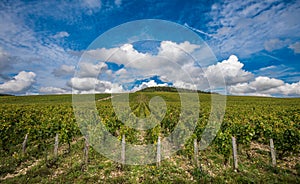 The Grand Cru vineyards of Chablis, Burgundy, France photo