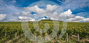 The Grand Cru vineyards of Chablis, Burgundy, France photo